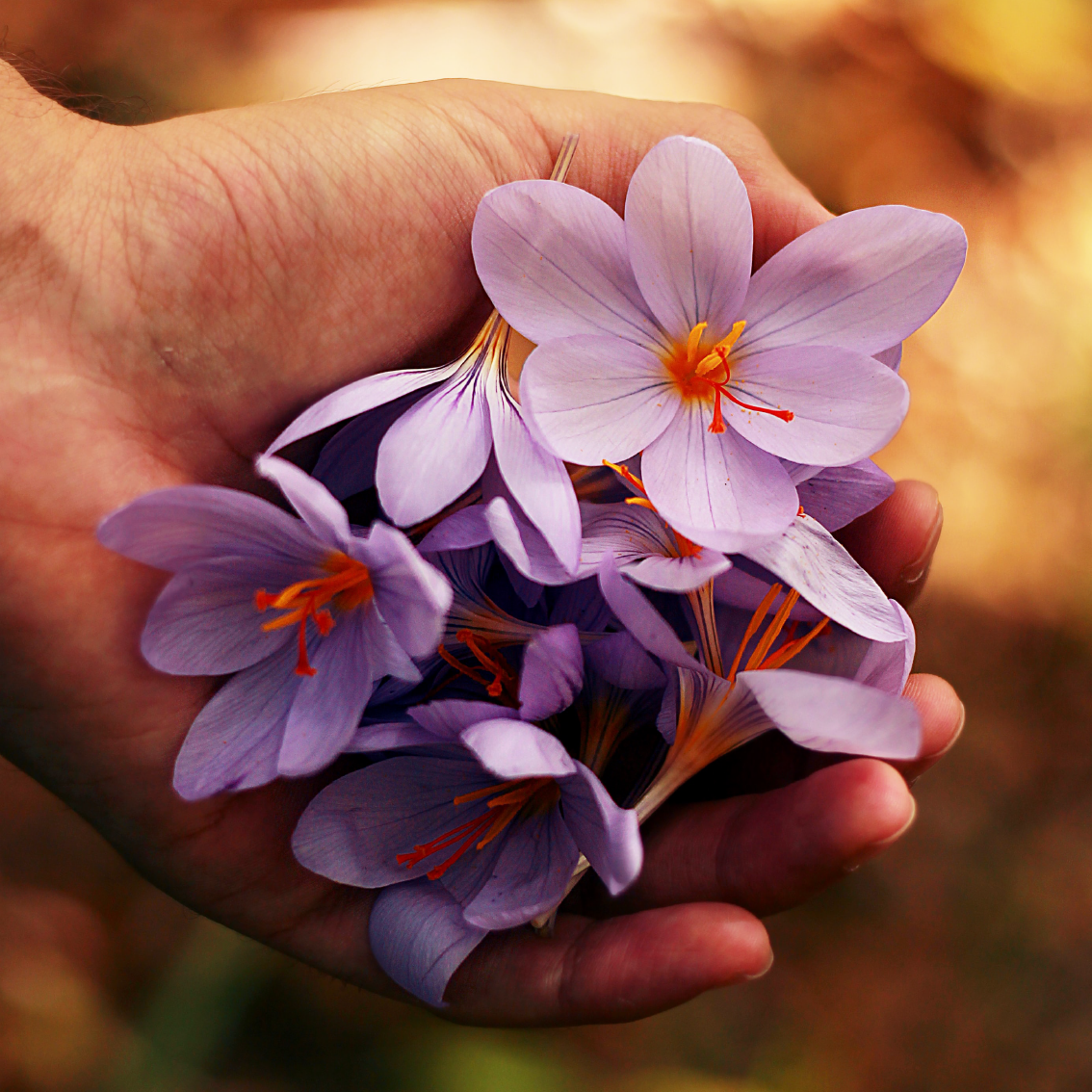 Ayurveda Wellness